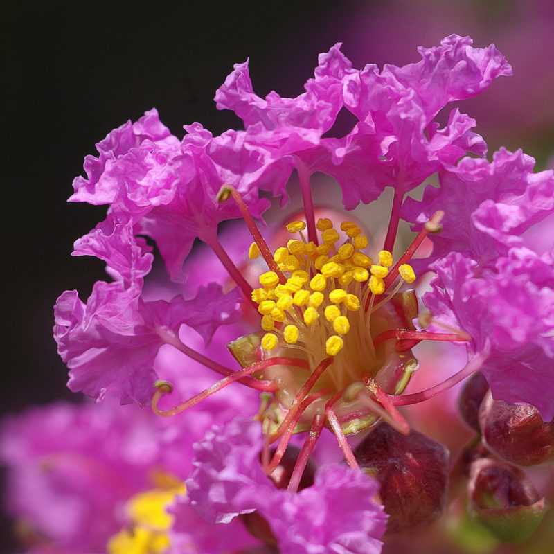 Lagerstroemia