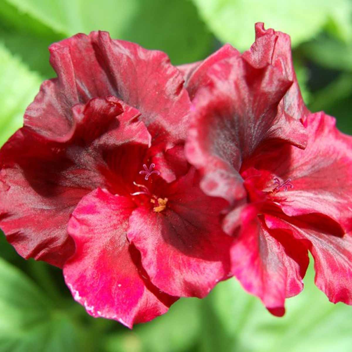 Pelargonium Regal o geranio macranta