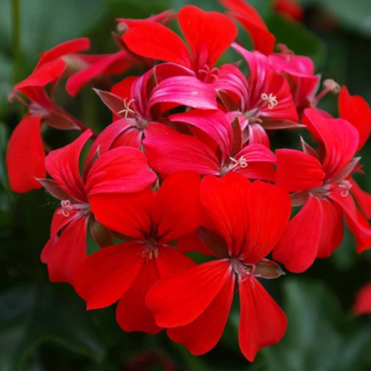 Pelargonium peltatum o Geranio edera