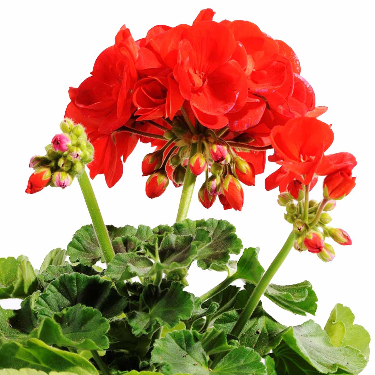 Pelargonium zonale o Geranio zonale