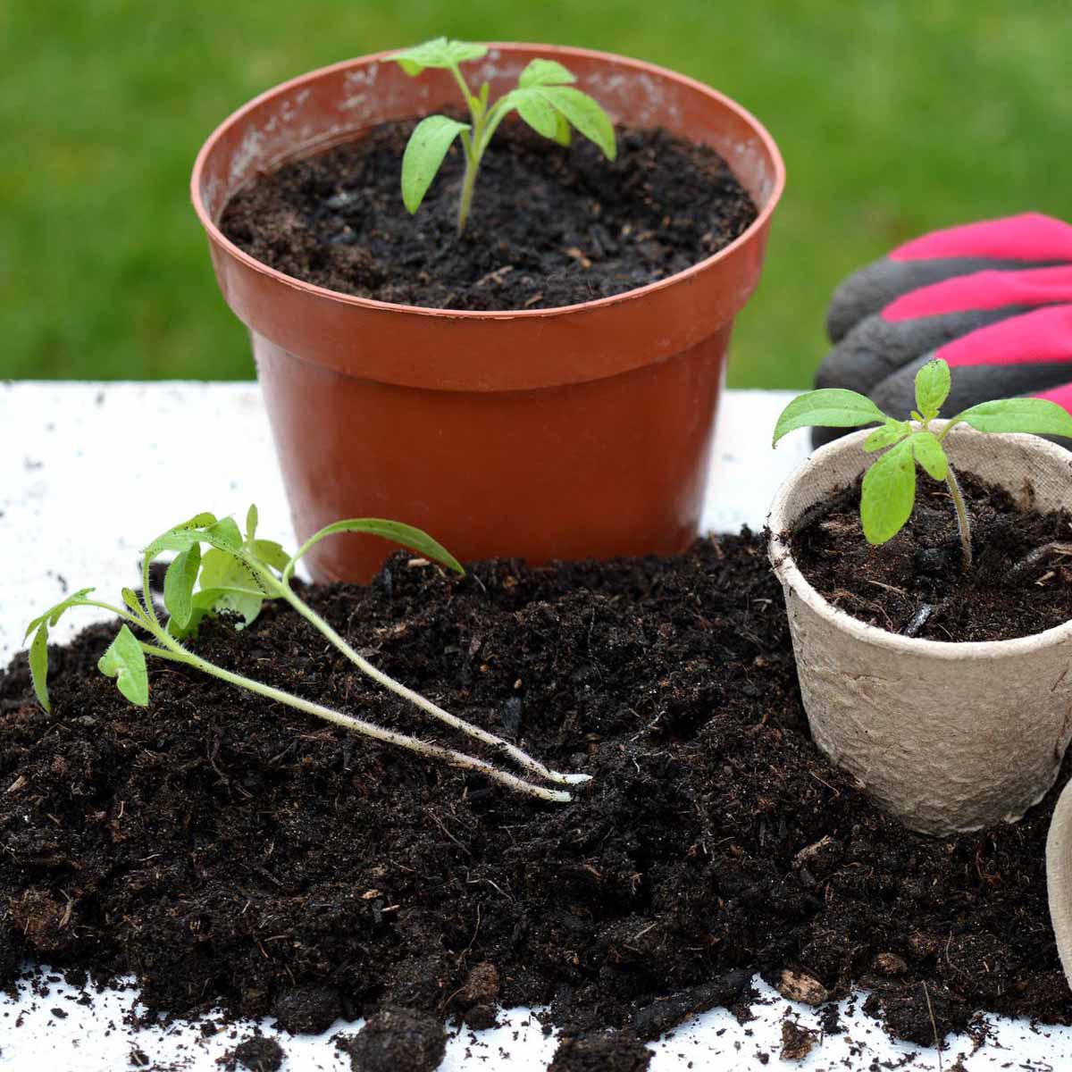 L’orto in vaso: consigli di coltivazione