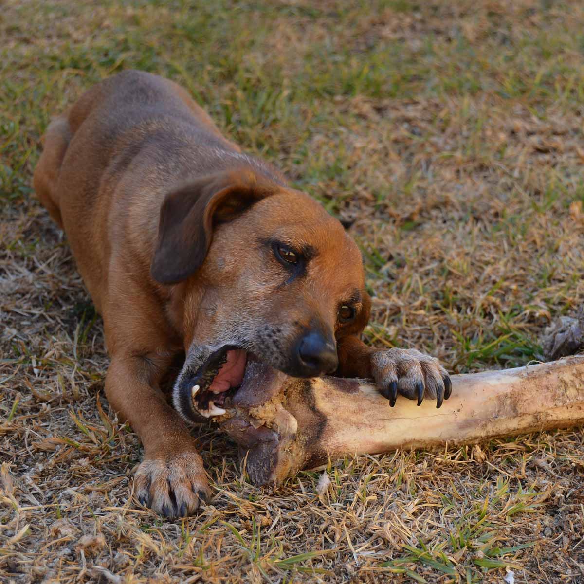 L’alimentazione del cane