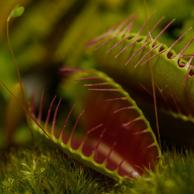 Dionaea Muscipula