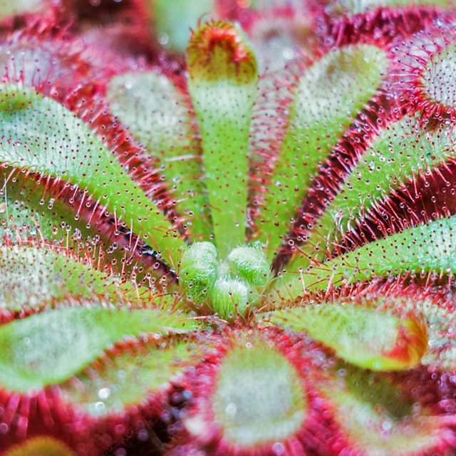 Drosera