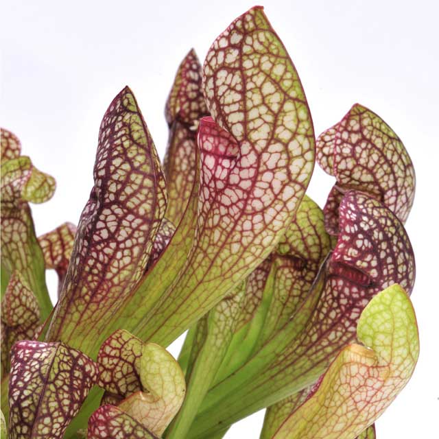 La Sarracenia