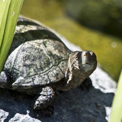 Il terrario per le tartarughe di terra