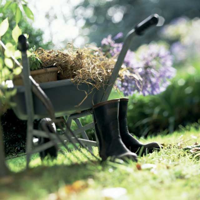 Guida alla scelta delle piante da giardino