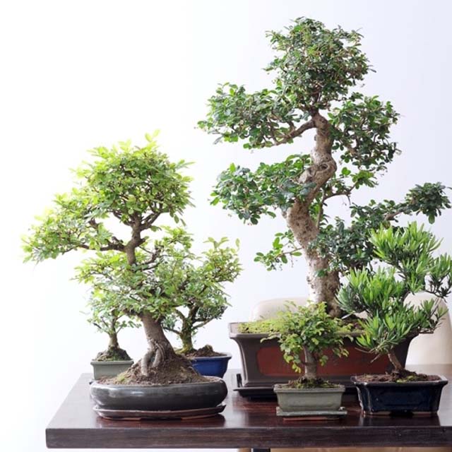 Bonsai da interno in varietà