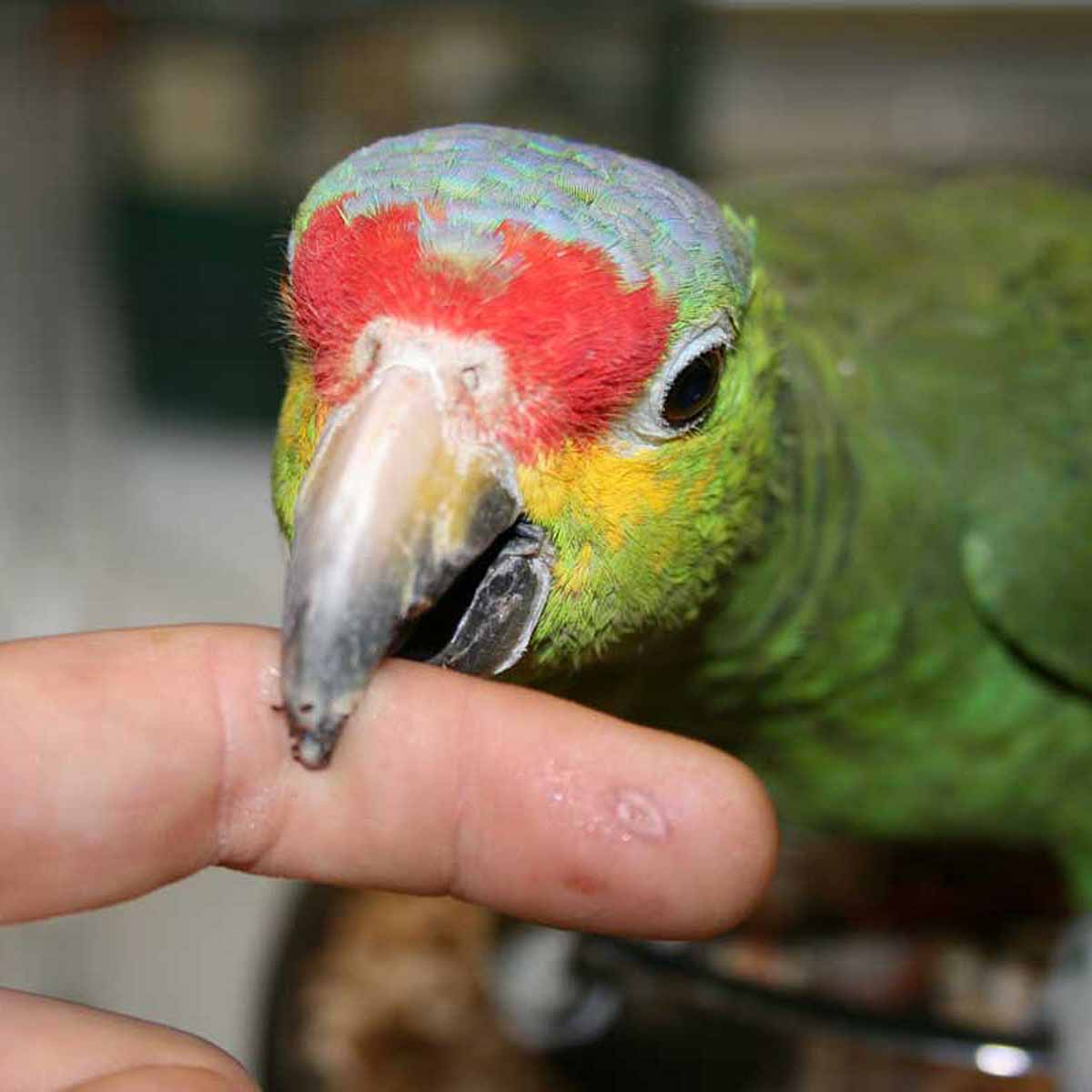 Cosa sapere prima di scegliere un pappagallo per amico