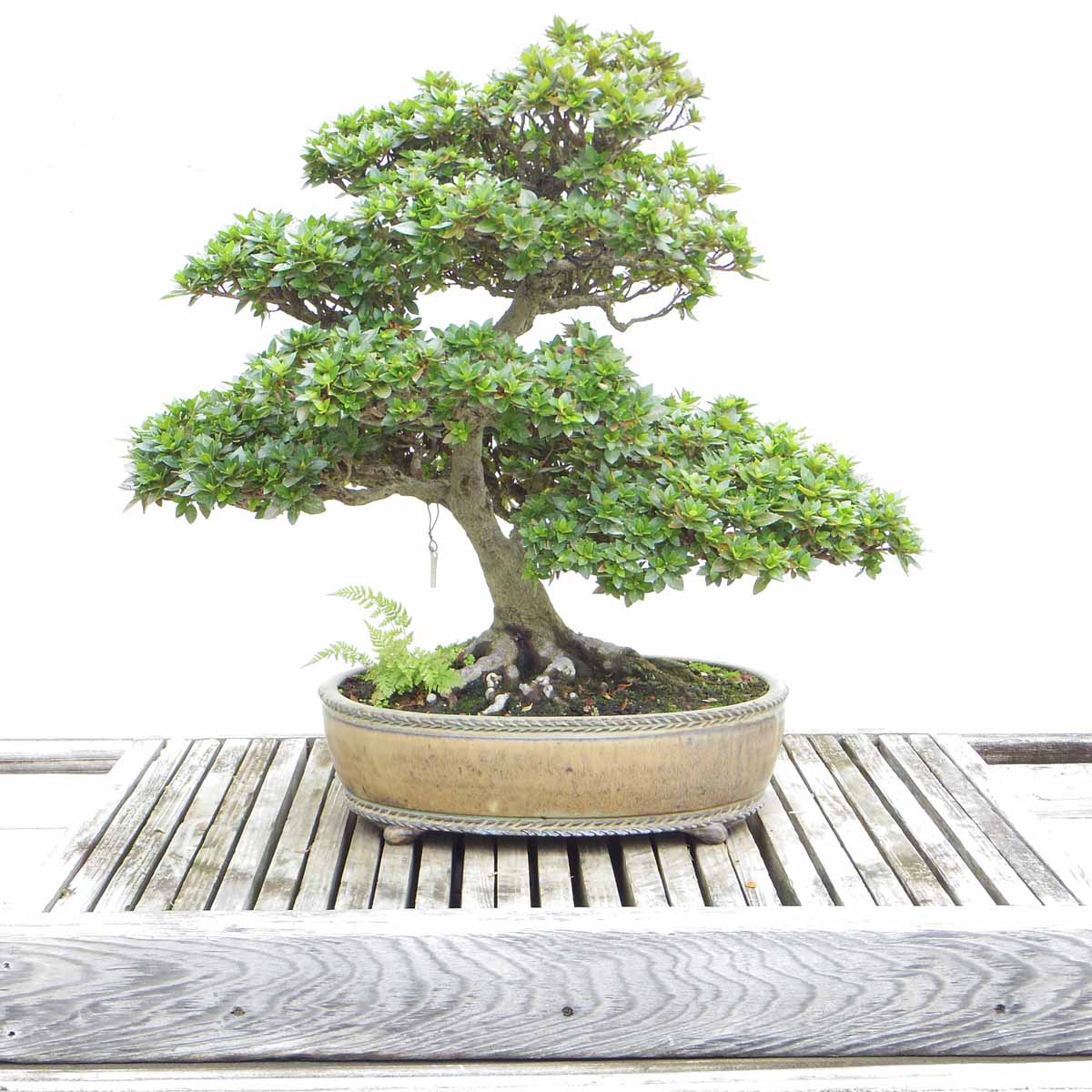 Concimazione del bonsai