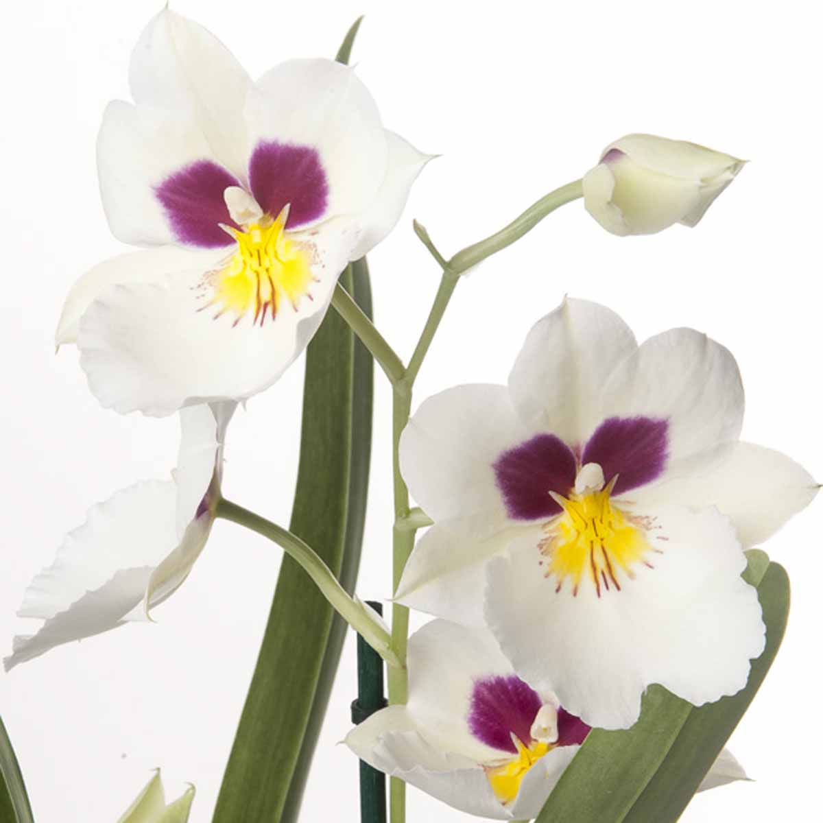 L’orchidea, dall’impollinazione alle sue caratteristiche