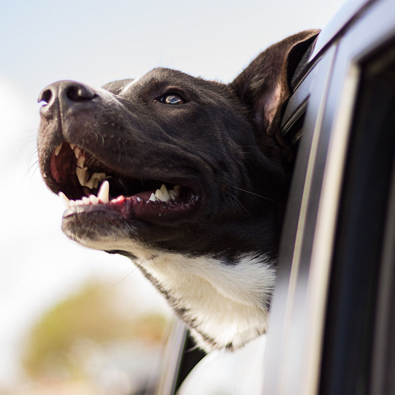 Il cane e la legge: le norme fondamentali