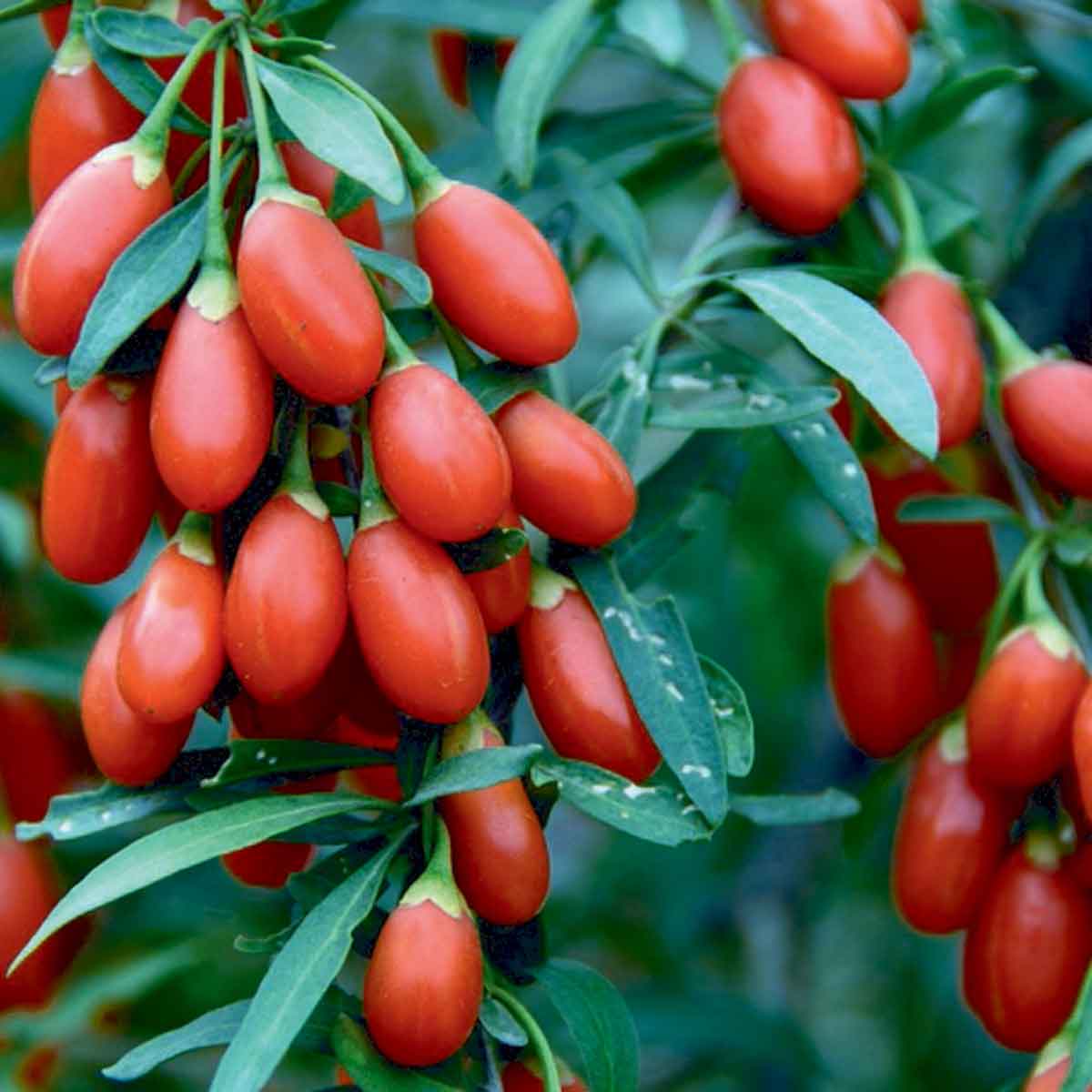 Lycium Barbarum Goji