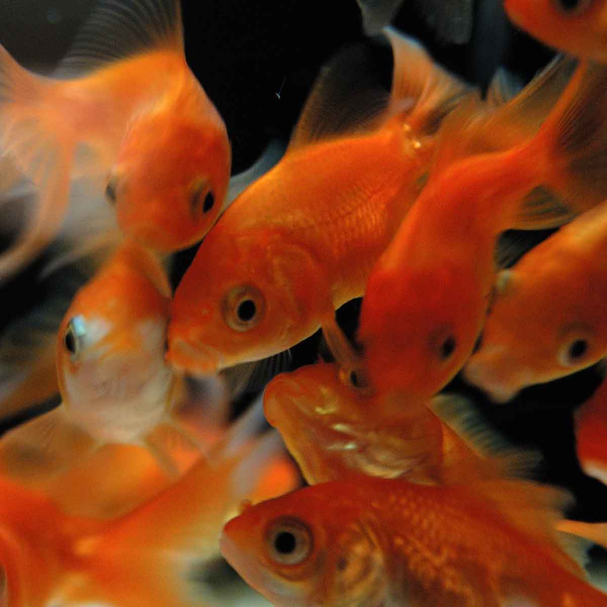 Il pesce rosso: facile gestione e poche pretese