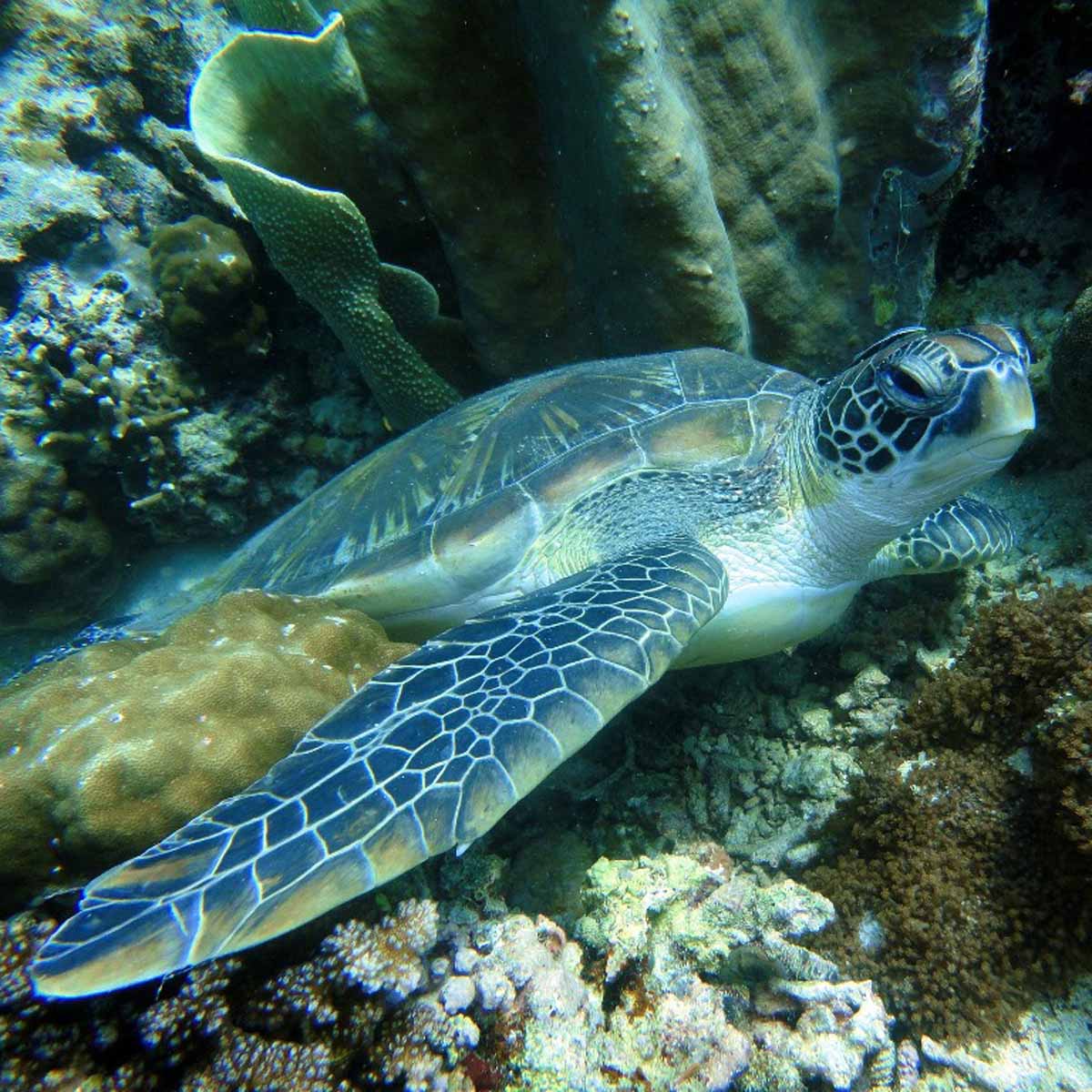 Cosa non fare nell’allevamento delle tartarughe d’acqua