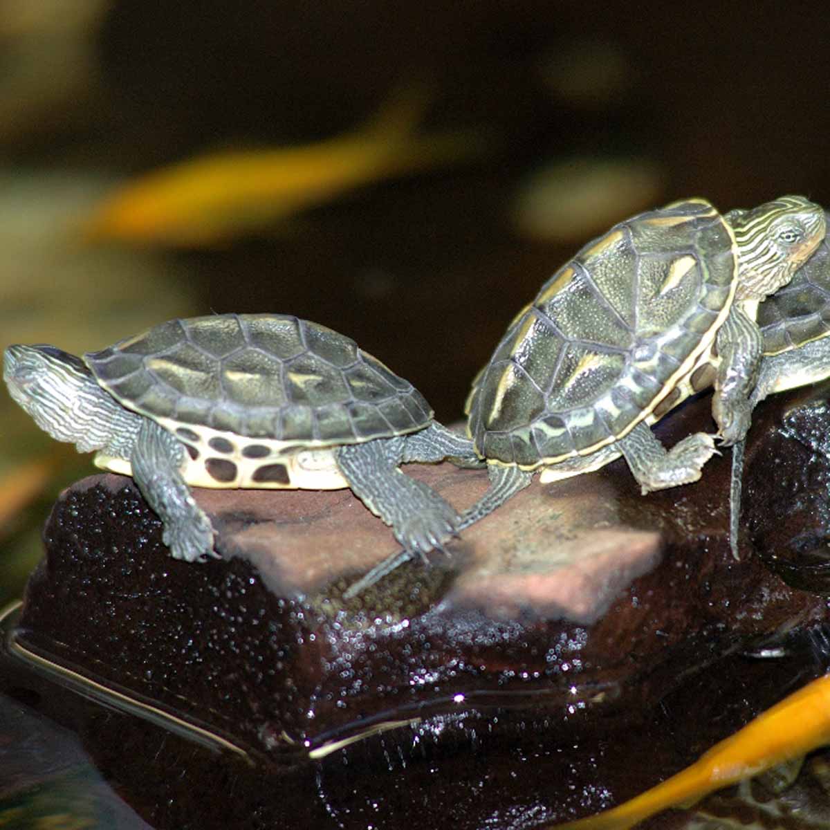 Dove e come allevare le tartarughe palustri