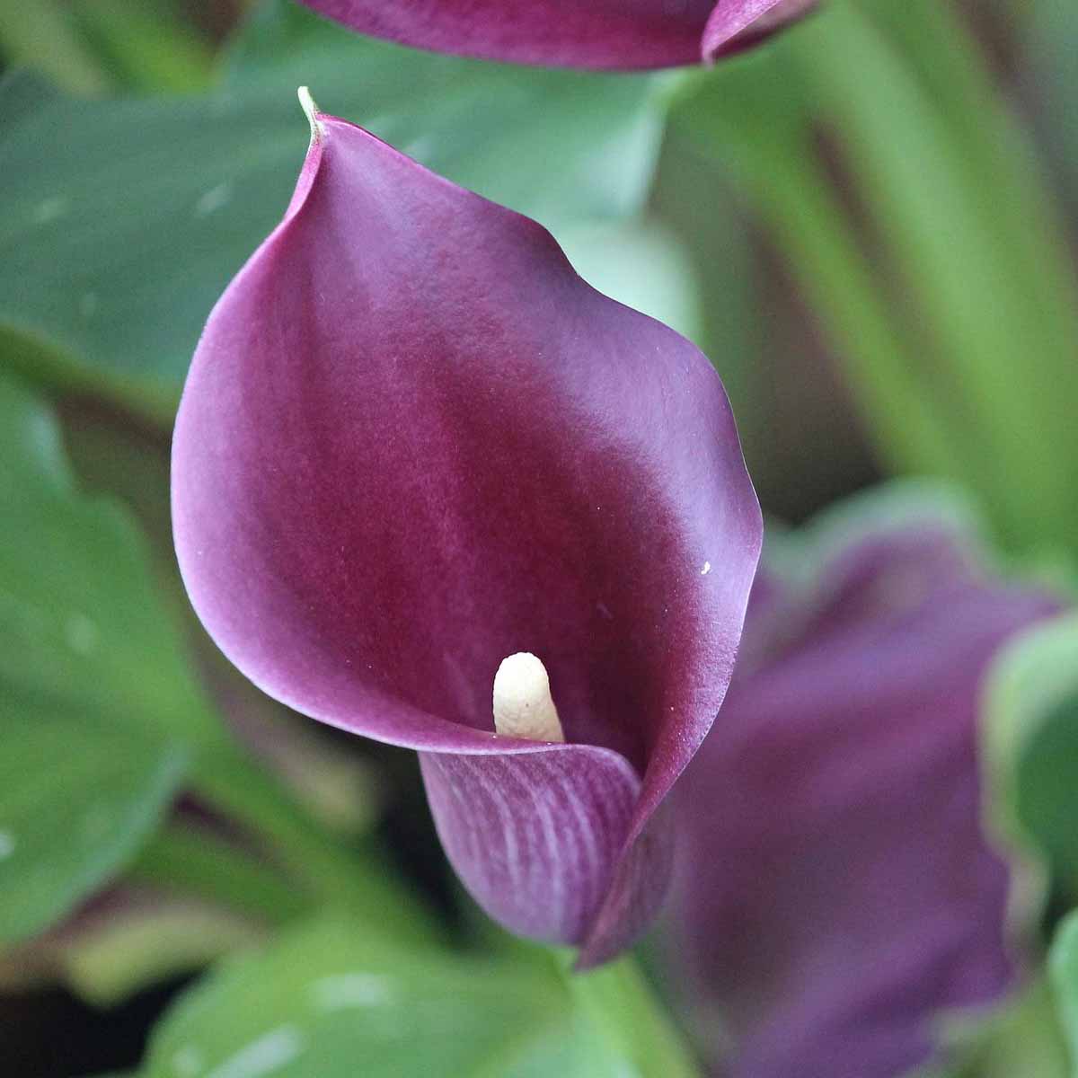 Calla