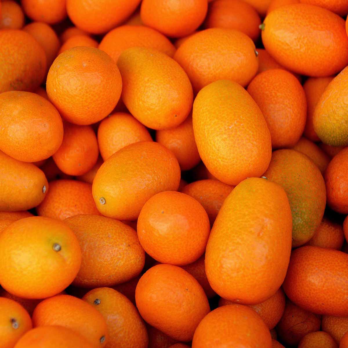 Kumquat