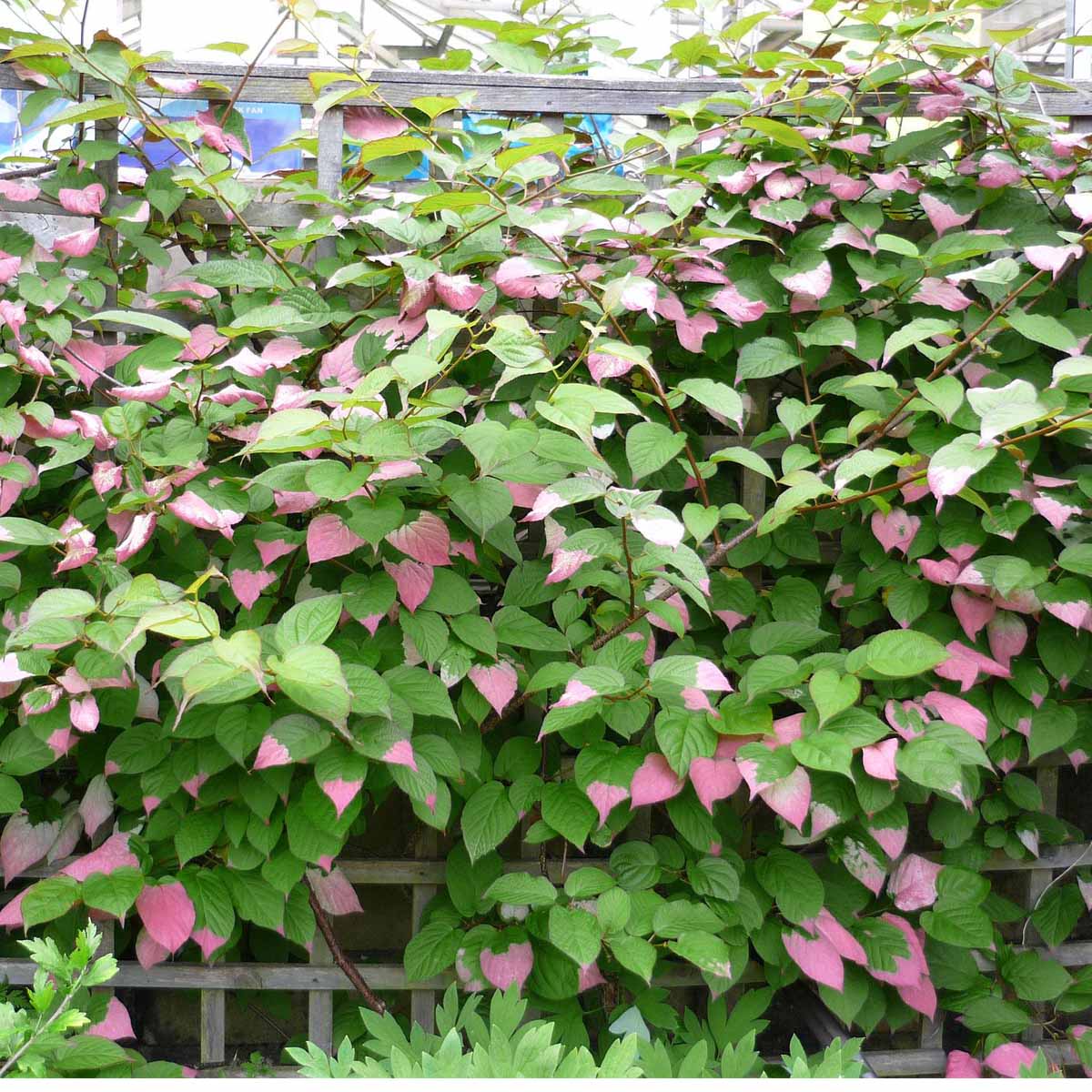 Actinidia ornamentale