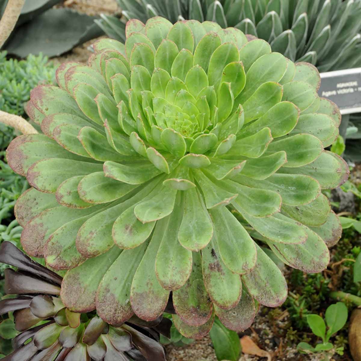 Aeonium