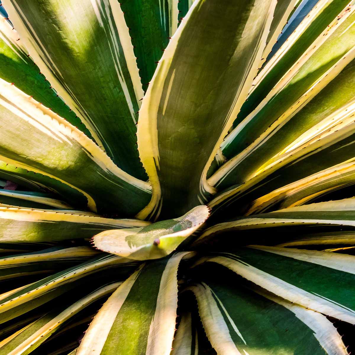 Agave