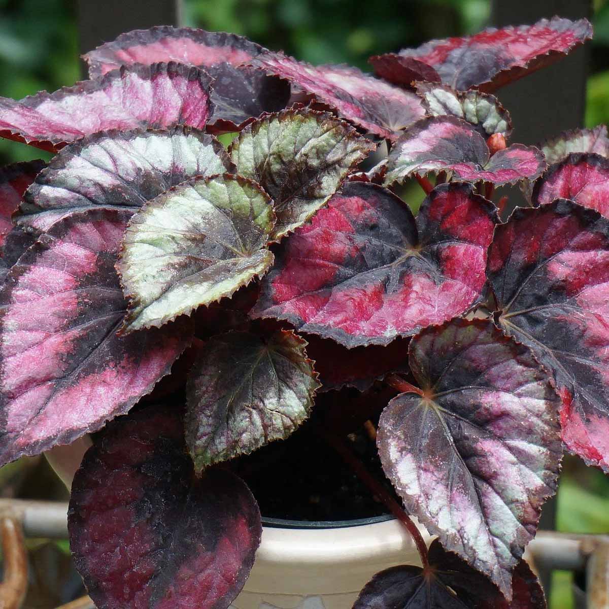 Begonia rex