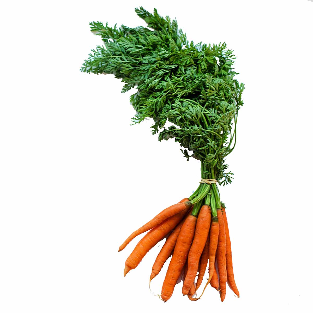 Carota