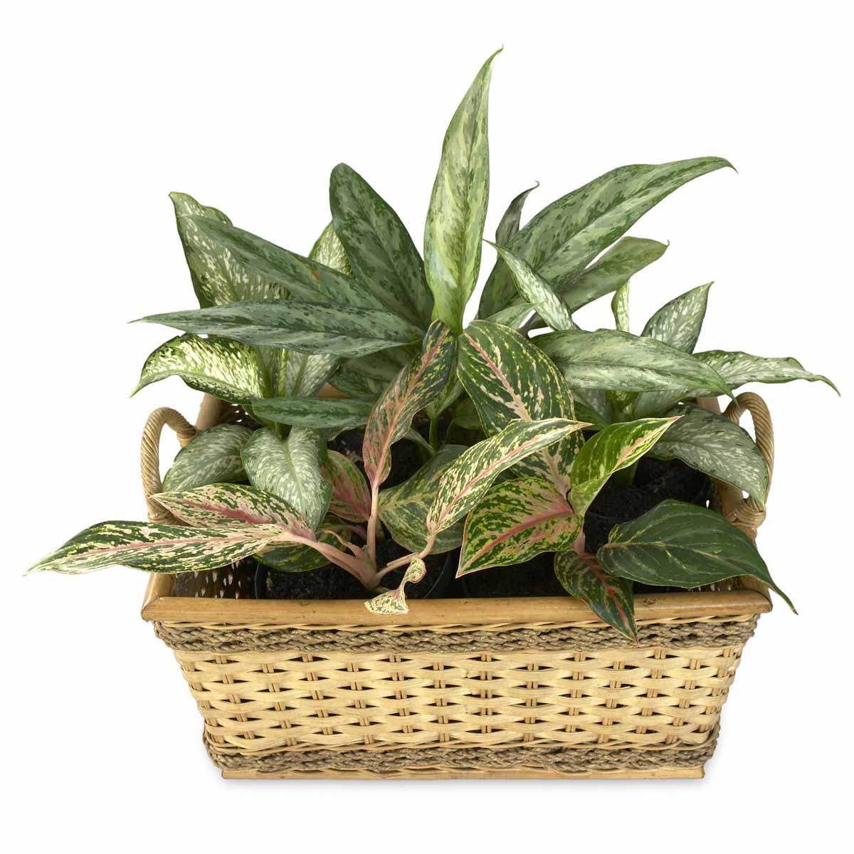 Dieffenbachia