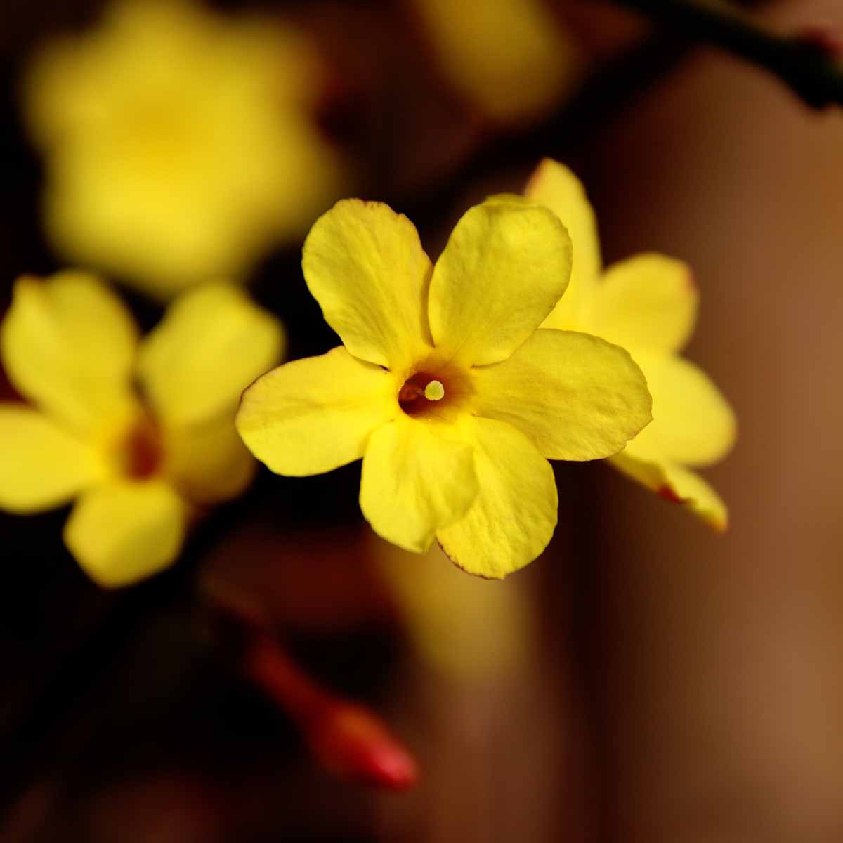 Gelsomino giallo (Jasminum nudiflorum)