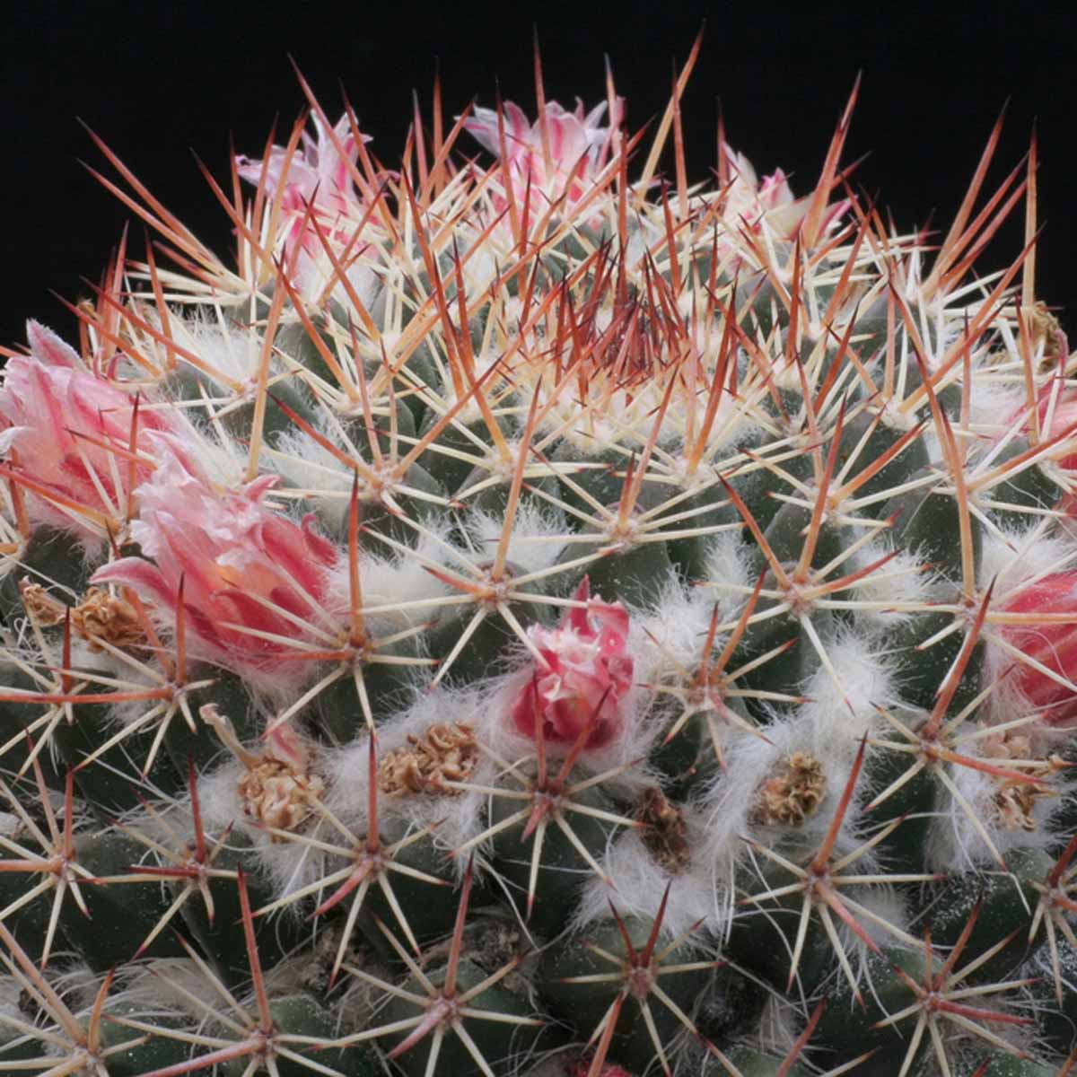 Mammillaria