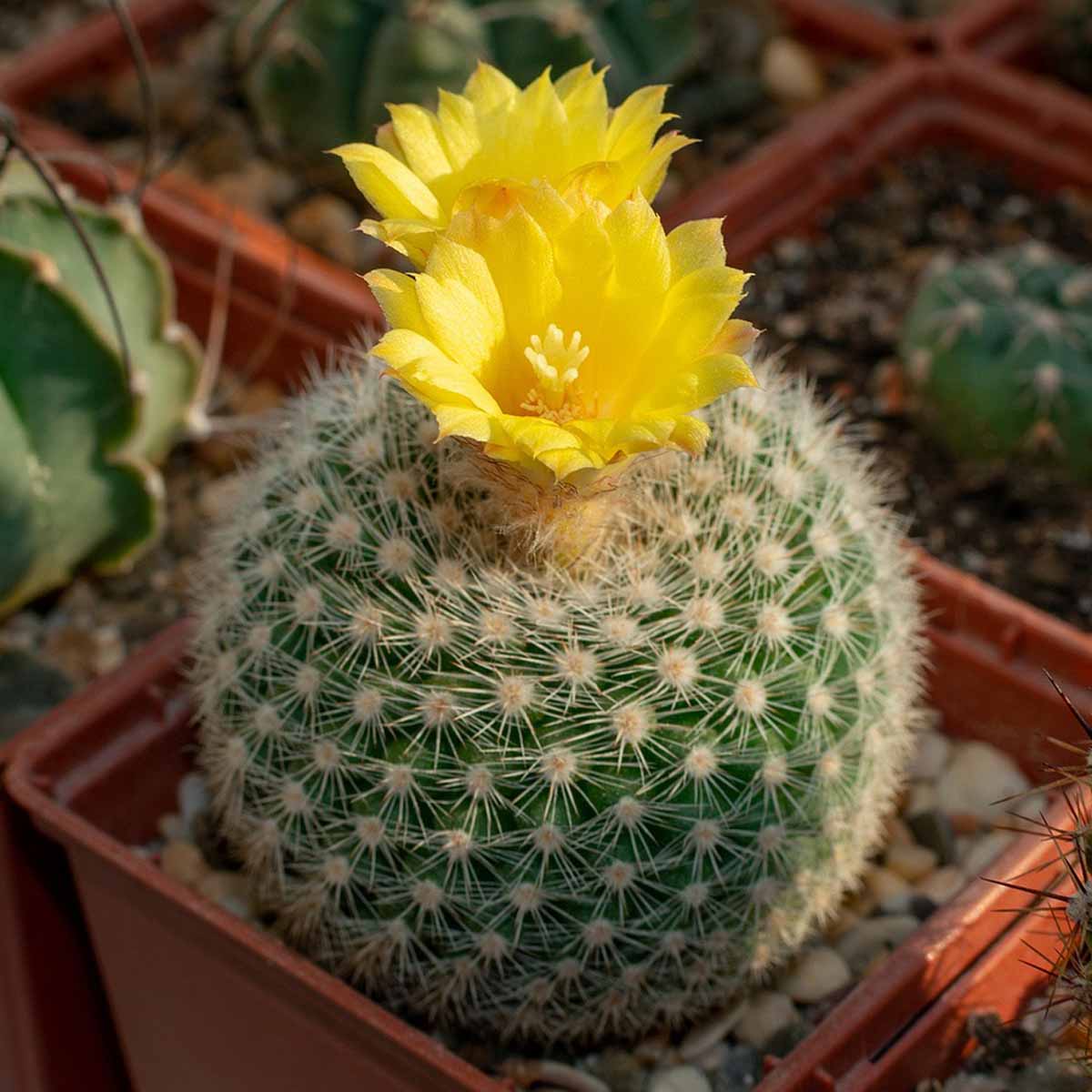 Parodia