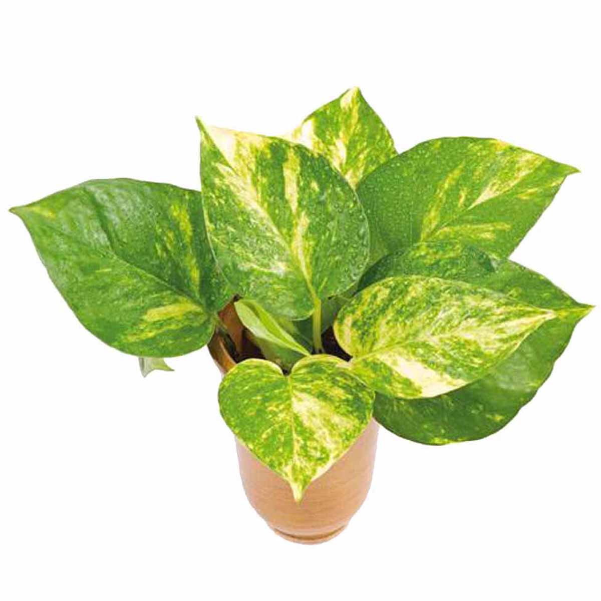 Pothos