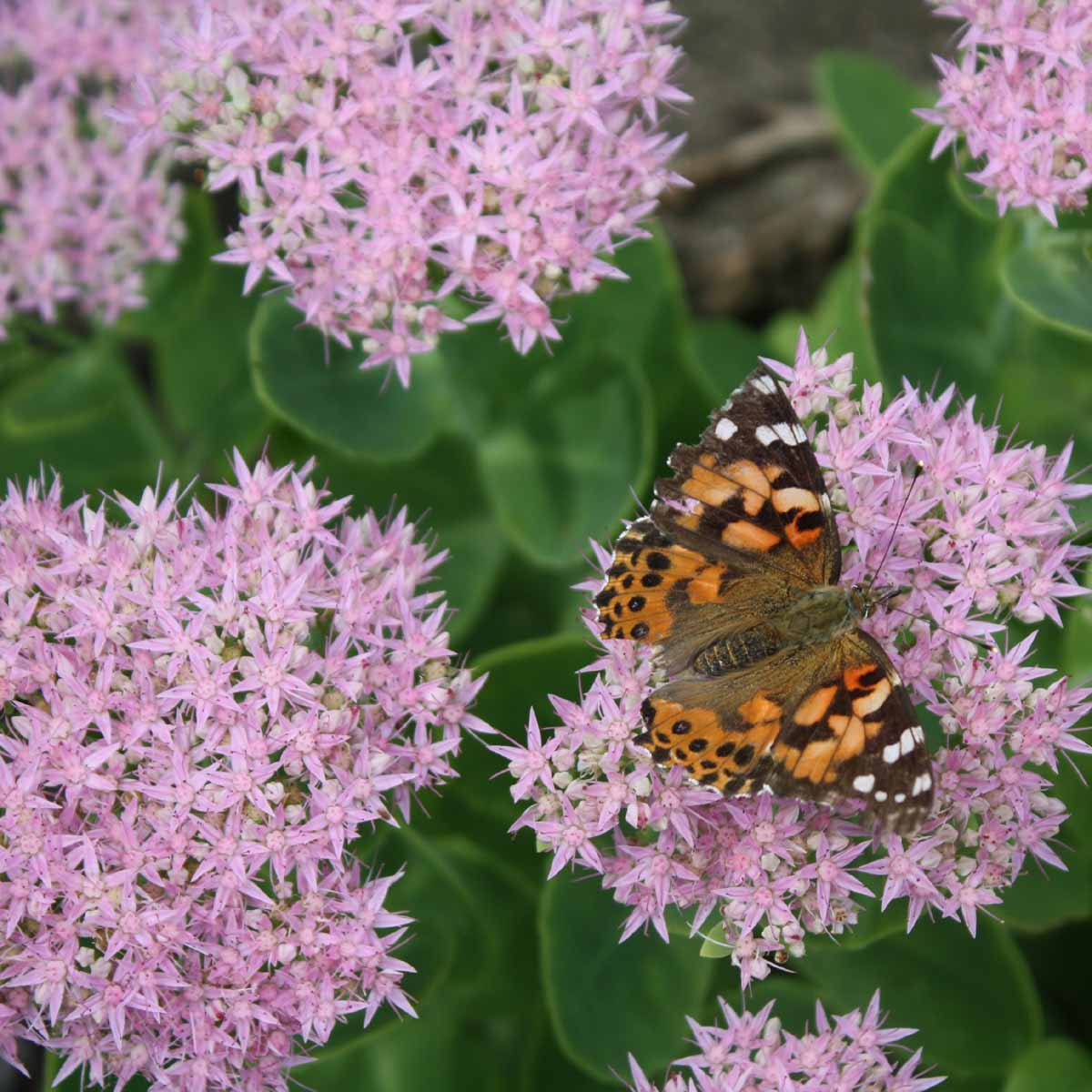 Sedum