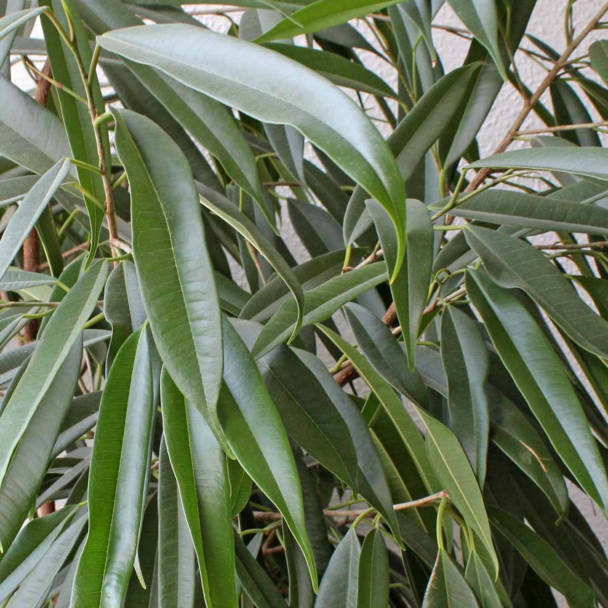 Ficus binnendijkii