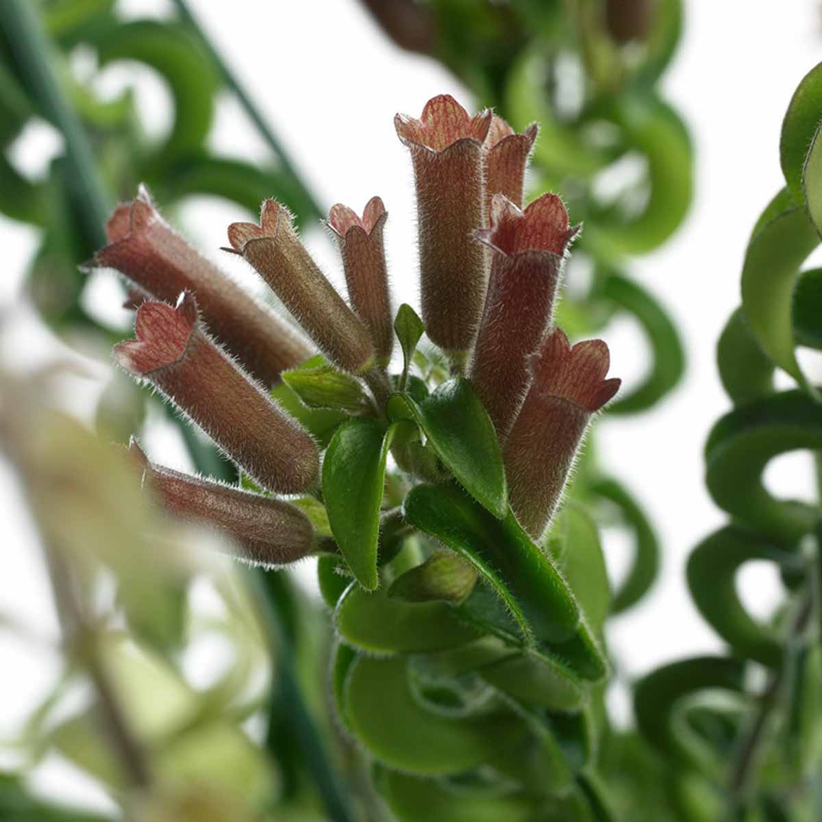 Aeschynanthus Lobbianus