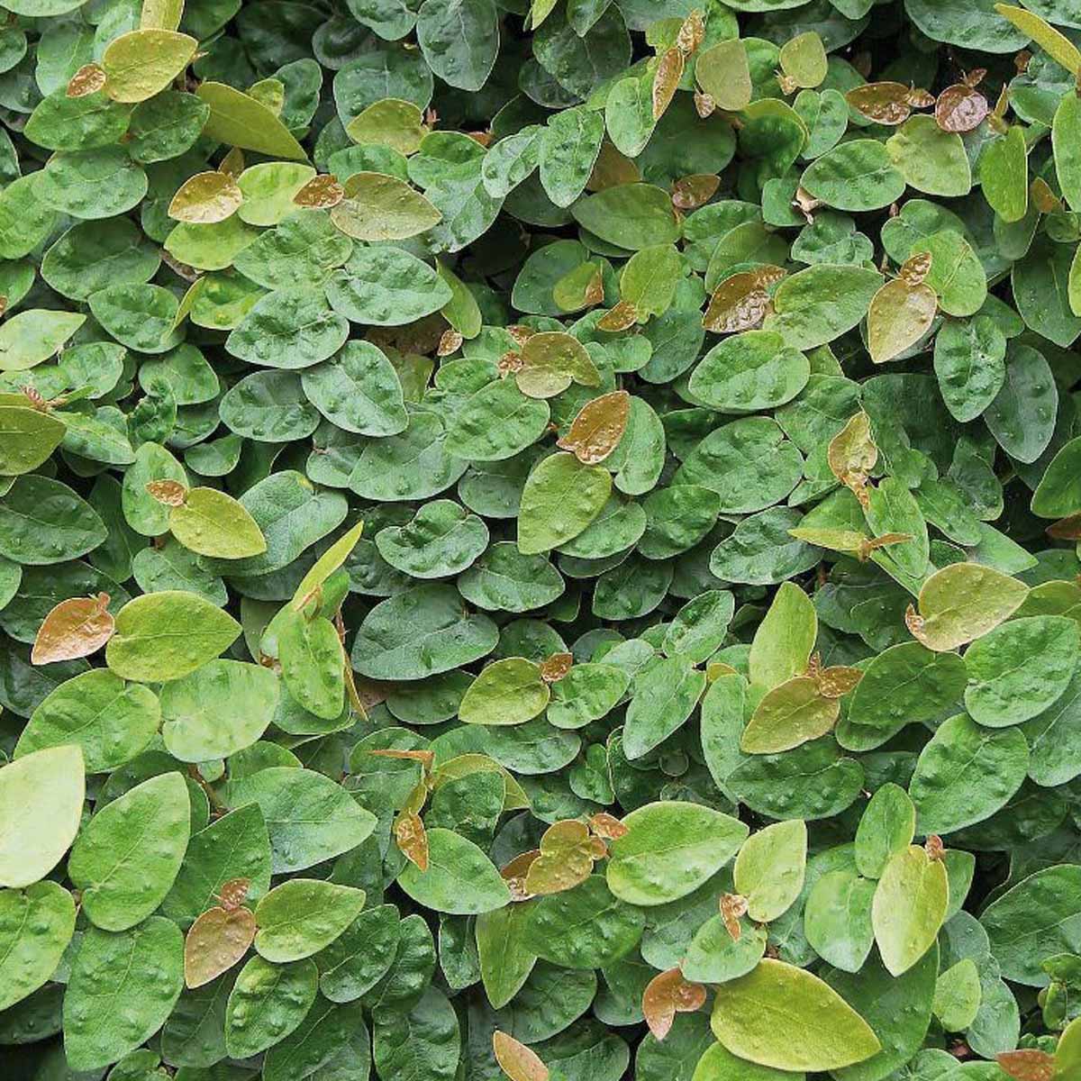 Ficus Pumila White Sunny