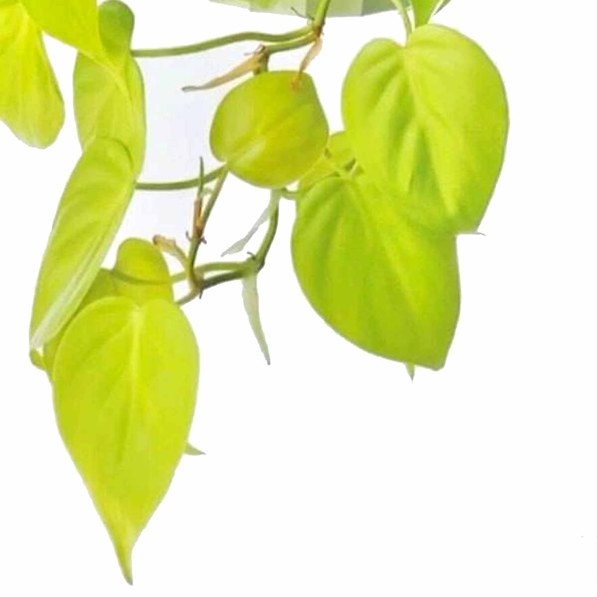 Philodendron Scandens Lemon