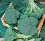 Cavolo broccolo primaverile Bel Star