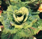 cicoria castelfranco corma