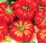 pomodoro supercostoluto fiorentino