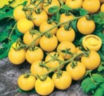 pomodoro ciliegia giallo dolce