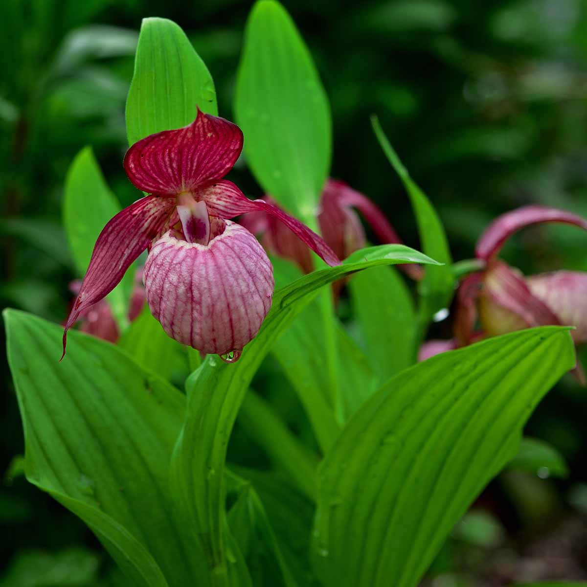 Orchidee da esterno, i Cypripedium