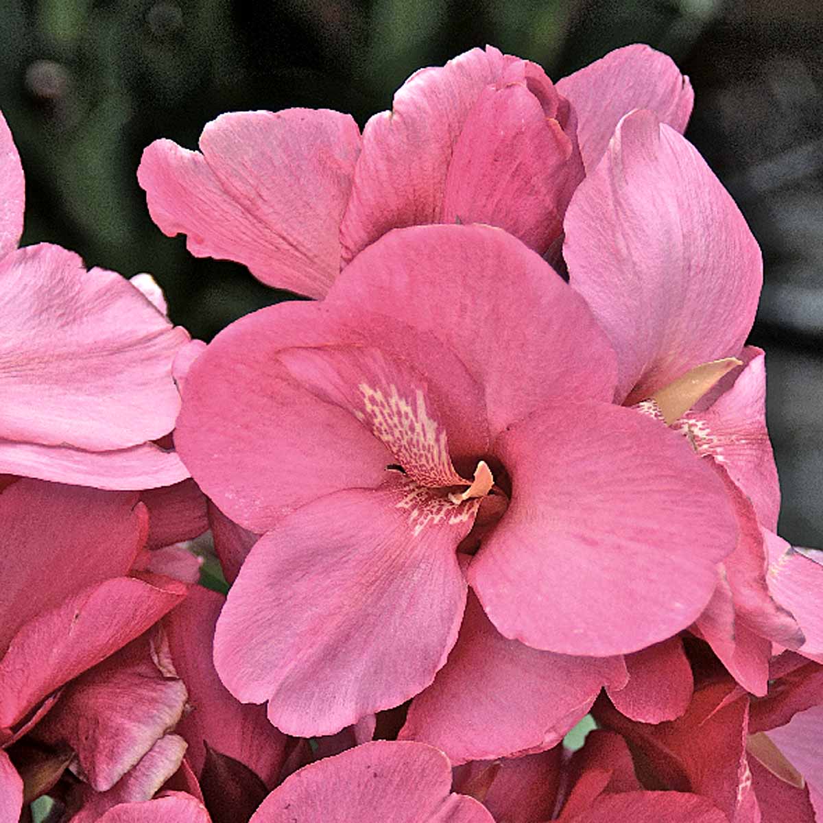 Canna Tropical Bronze Scarlet