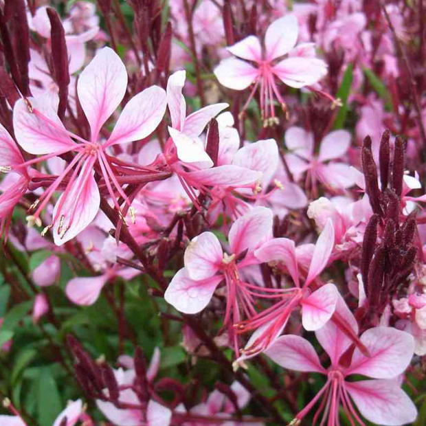 Gaura lindheimeri