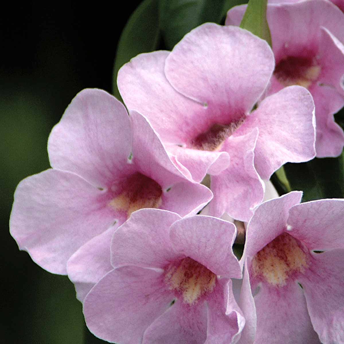 Pandorea jasminoides