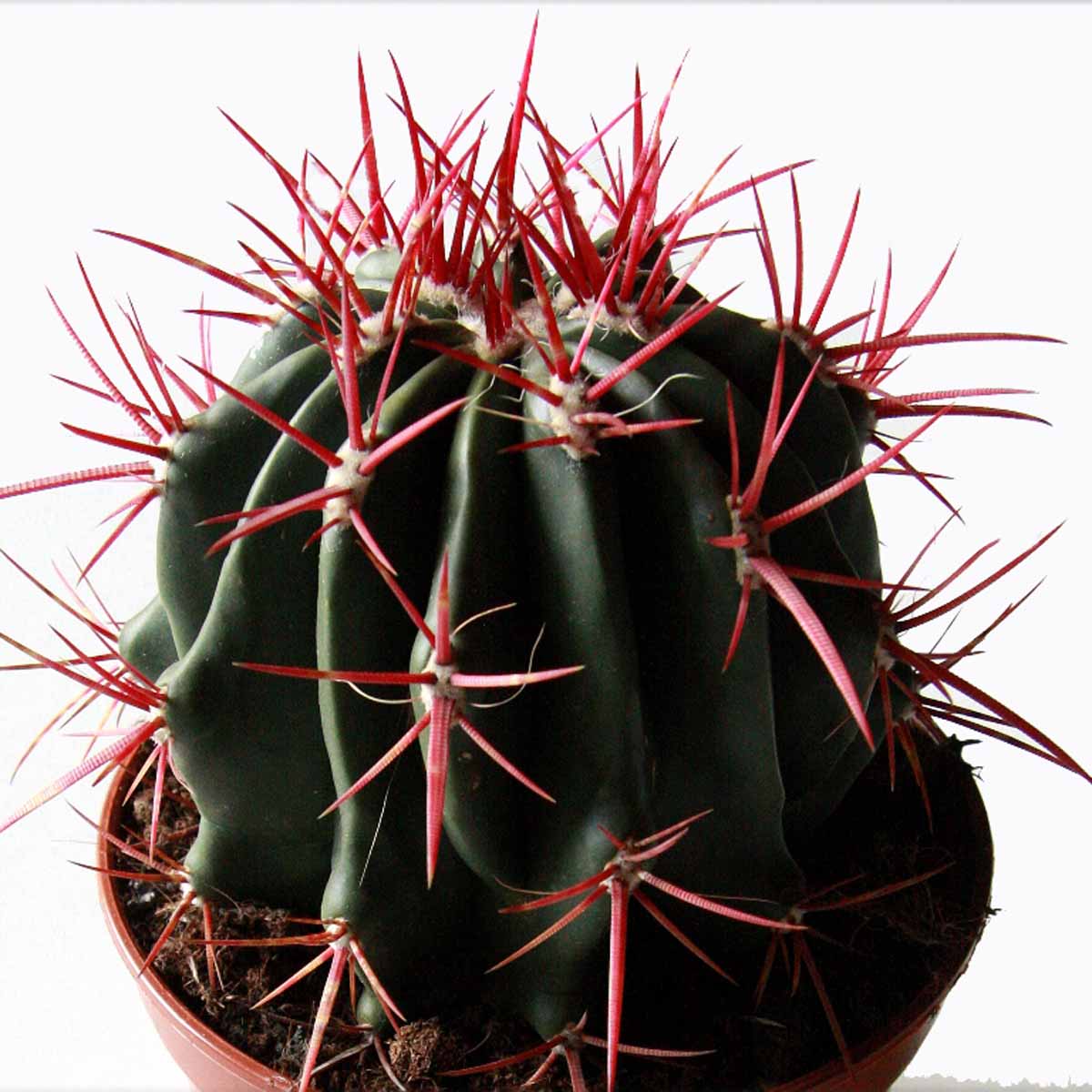 Ferocactus stainesii