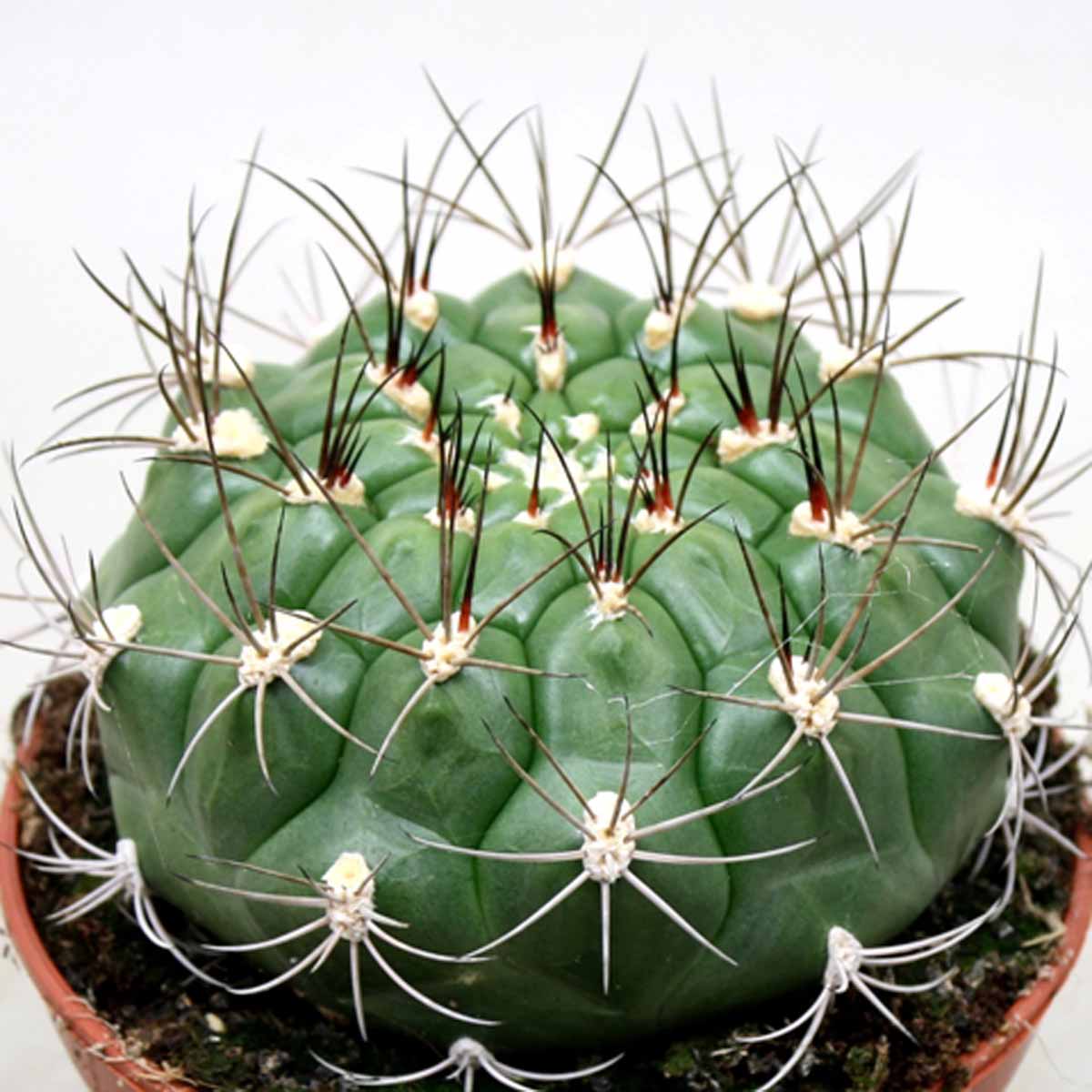 Gymnocalycium Saglionis