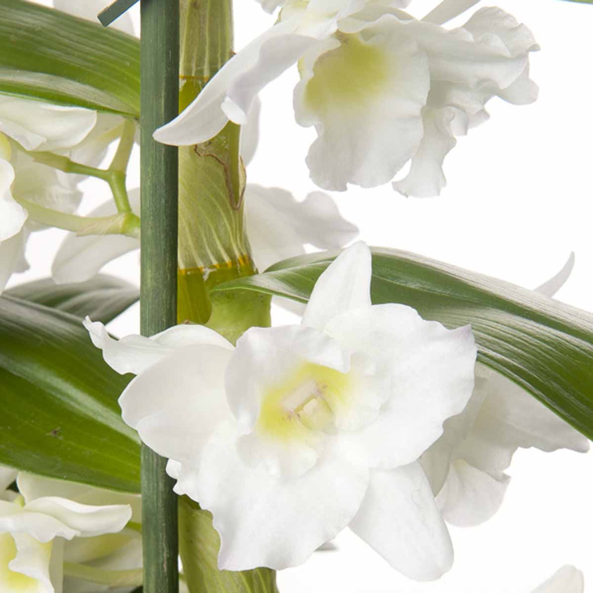 Orchidee: Il Dendrobium nobile