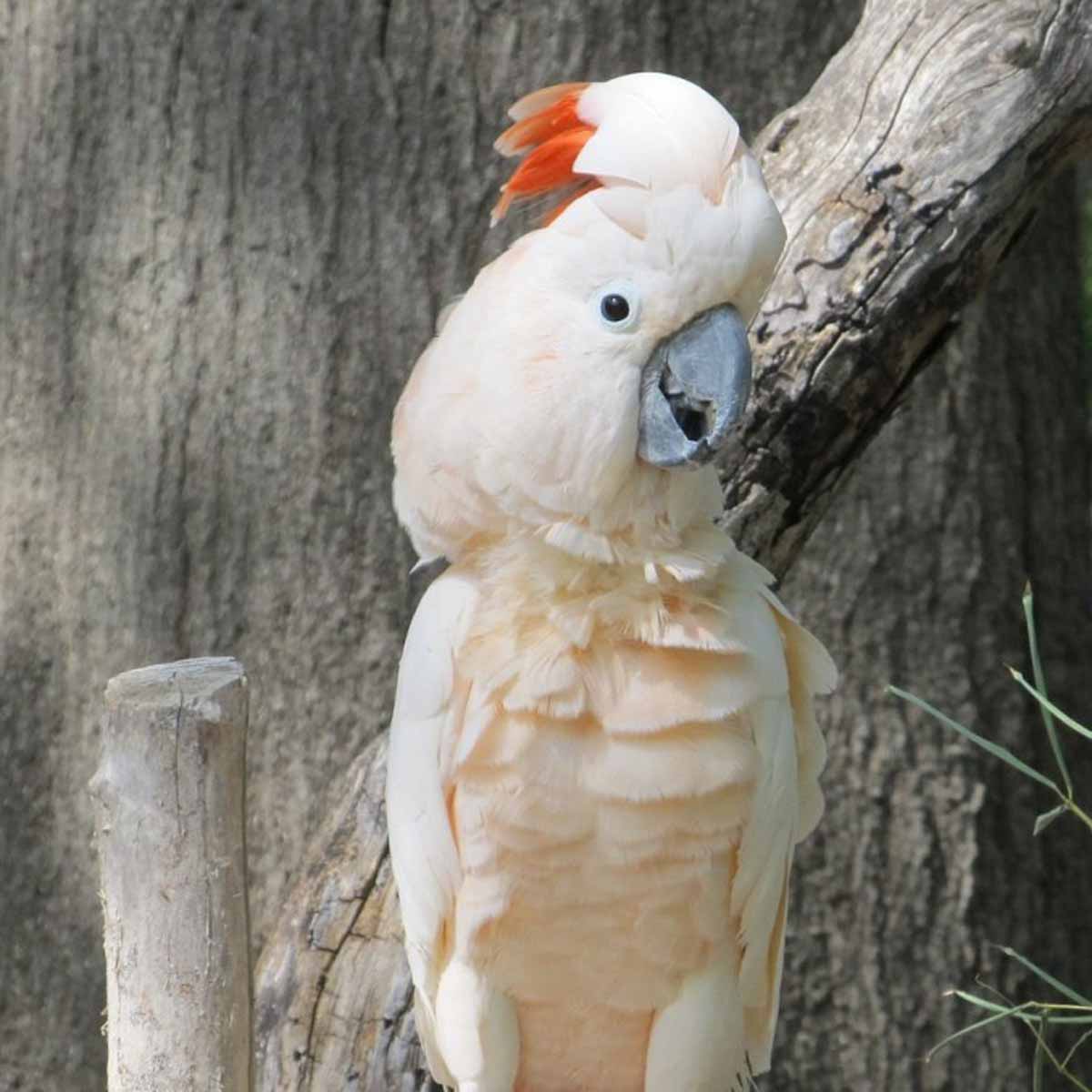 Il Cacatua dal ciuffo arancio