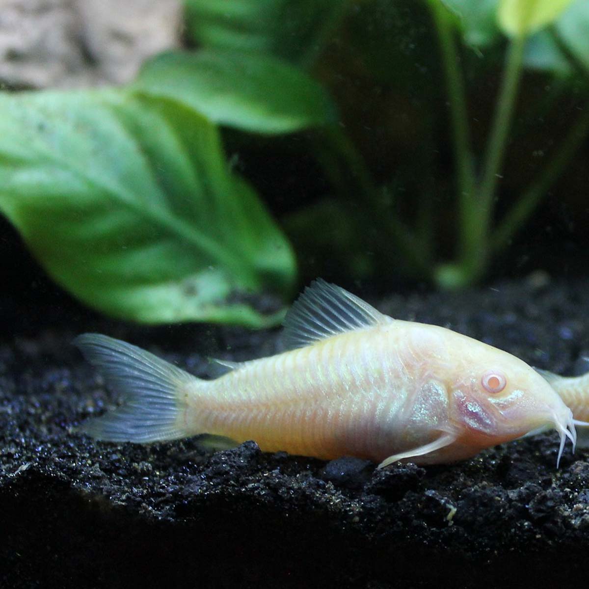 Il Corydoras detto pesce pulitore